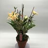 Dendrobium moniliforme гибр.
